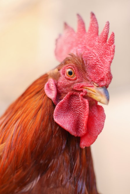 Incorporating BSF protein meal into chicken feed is a sustainable, nutritious