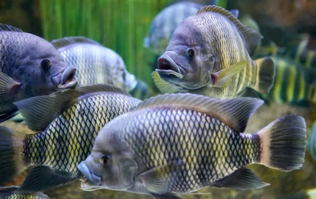 BSF Protein: A Sustainable Feed Solution for Tilapia Farming